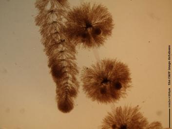 O015 10x.JPG